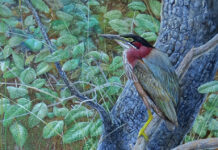 Join Montreal Music and Sports Personalities to Protect Local Green Spaces|Legacy Fund for the Environment Annual Fundraiser